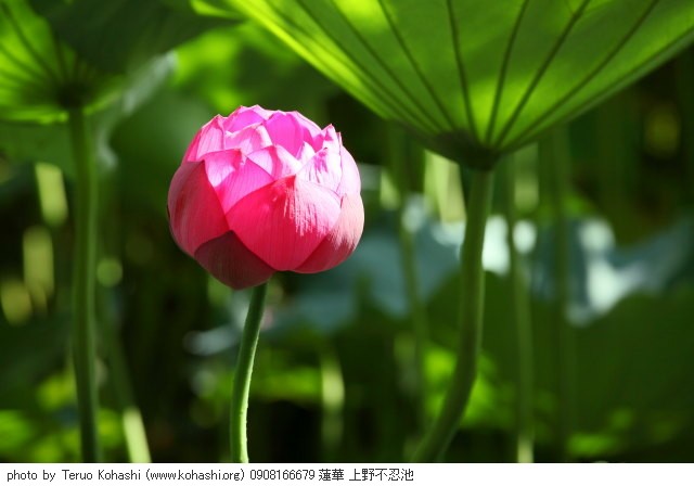 これまでの8月の見頃見所 0908166679 蓮華 上野不忍池 thumbnail