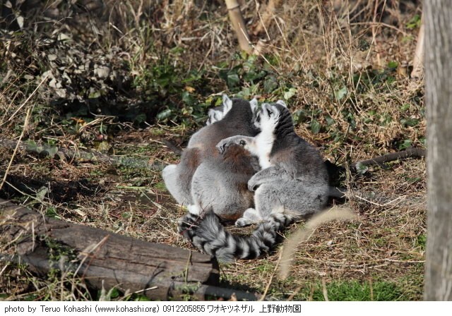 上野公園 ~2009 0912205855 ワオキツネザル 上野動物園 photo