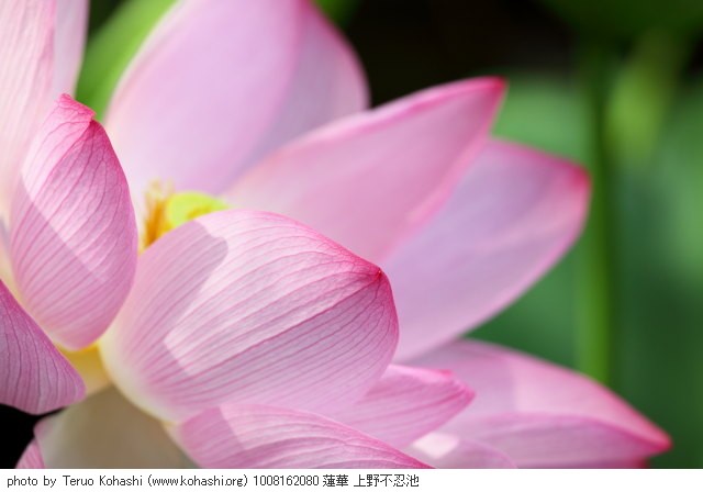 蓮・ハス・蓮華 1008162080 蓮華 上野不忍池 thumbnail