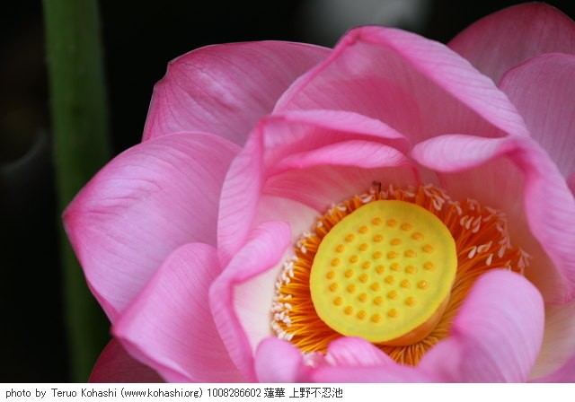 上野公園 2010 1008286602 蓮華 上野不忍池 photo