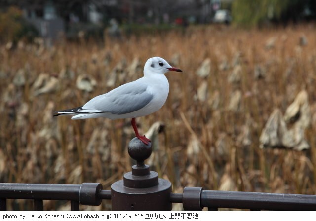 上野公園 2010 1012193616 ユリカモメ 上野不忍池 thumbnail