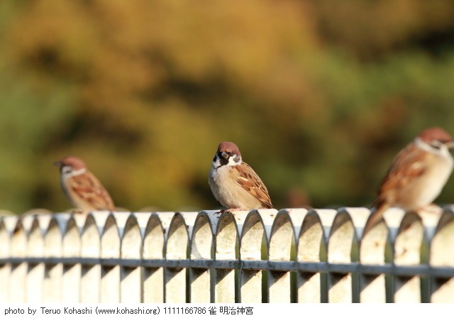 11月 新宿の見頃見所 1111166786 雀 明治神宮 thumbnail